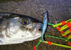 curvy-shad-seabass