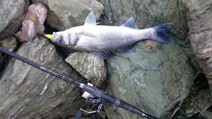 Dragon_V_Lures_L_4ae1e988eeb6e.jpg