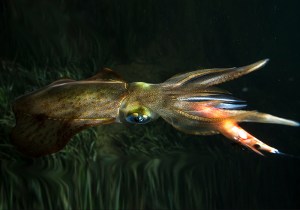 dtd-real-fish-2