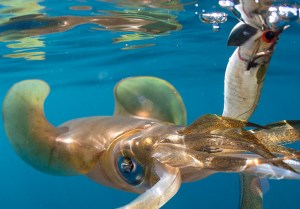 dtd-real-fish-3