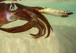 dtd-real-fish