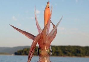 dtd-soft-real-fish