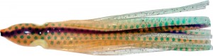 squid-20016_1.jpg